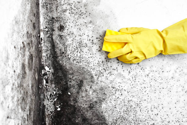 Best DIY Mold Remediation Support Services in Highland Lakes, NJ